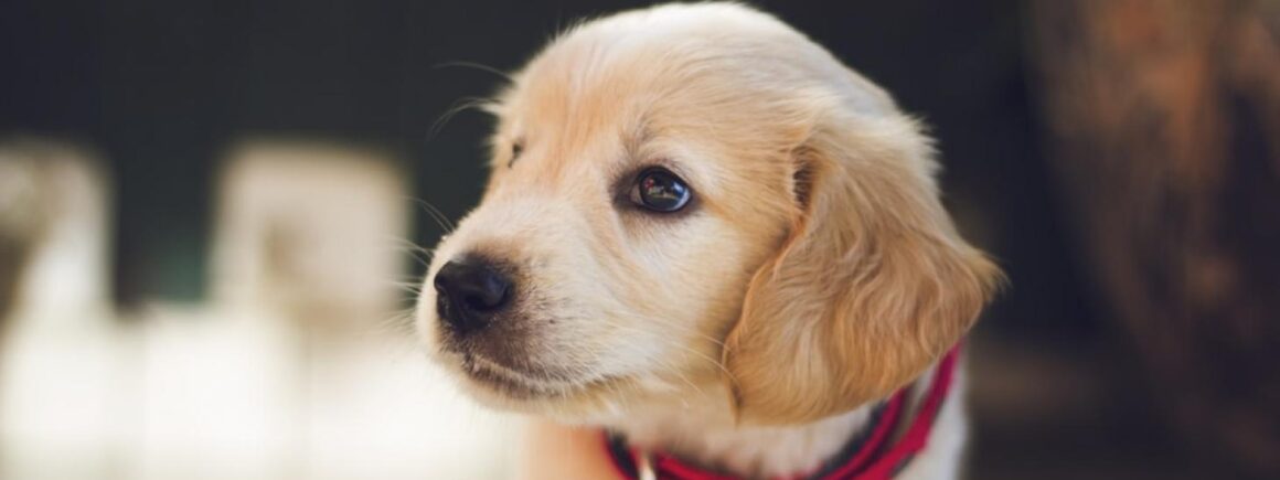 AC/DC, Florence & The Machine… qu’écoutent les animaux ?