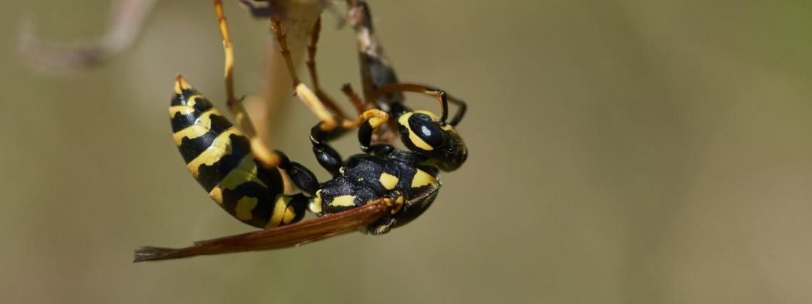 Comment faire fuir les guêpes ?