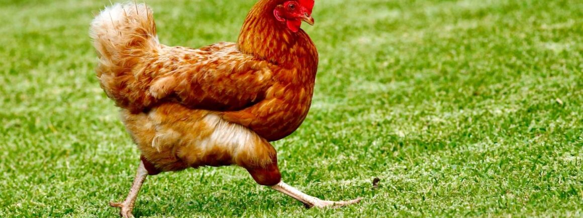 Bienvenue Chez Clément – Afterwork Europe 2 : Qui de l’œuf ou de la poule est arrivé en premier ? On a la réponse !