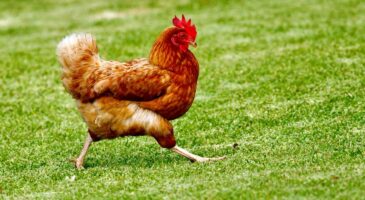 Europe2 Tonic : Qui de l'œuf ou de la poule est arrivé en premier ? On a la réponse !