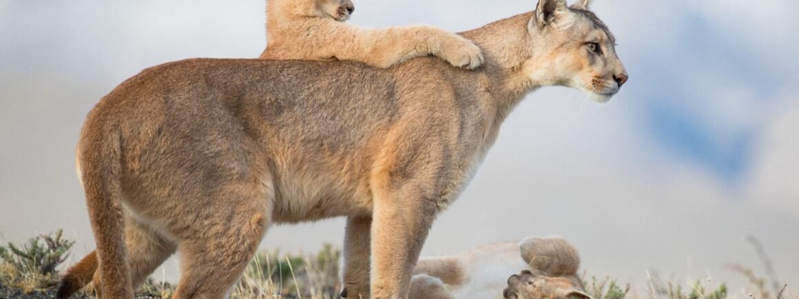 Bienvenue Chez Clément – Afterwork Europe 2 : Un Puma en liberté dans le Nord, les internautes se mobilisent avec une pétition