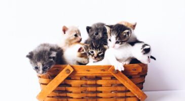 Toujours Ensemble : Connaissez-vous vraiment bien votre animal de compagnie ?