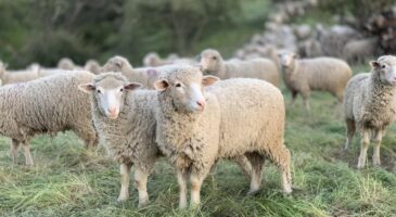 Bienvenue chez Clément : d'où vient l'expression "revenons à nos moutons" ?