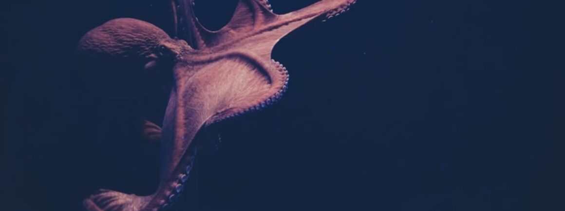 Bienvenue chez Clément : Top des animaux les plus intelligents