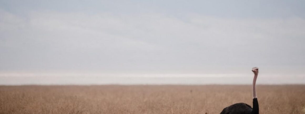 La DreamTeam de Robin : Son autruche de compagnie s’échappe et… sème la pagaille sur la route