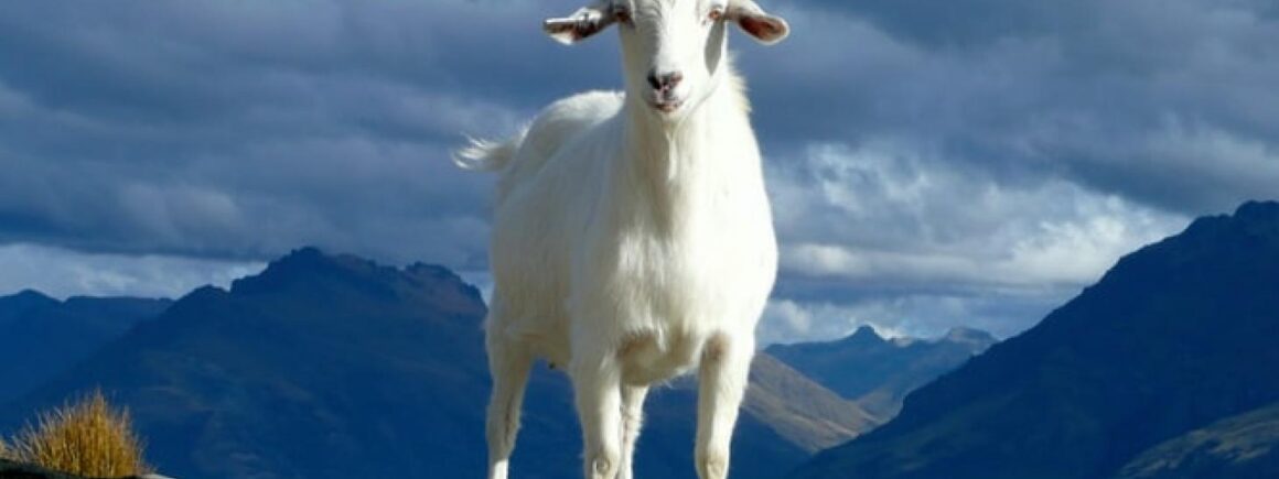 La DreamTeam de Robin : Pour 5 euros, elle loue ses chèvres pour des réunions Zoom (et c&rsquo;est un carton)