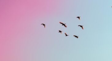 Plus Mel la vie : Comptez les oiseaux pour mieux les protéger !