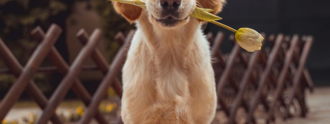 Bienvenue Chez Clément – Afterwork Europe 2 : Billy, ce chien qui voulait boiter comme son maître