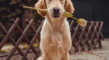 Bienvenue Chez Clément : Billy, ce chien qui voulait boiter comme son maître