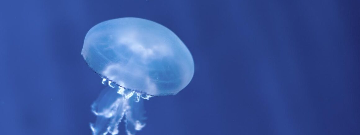 Bienvenue Chez Clément – Afterwork Europe 2 : Quels sont les animaux qui vivent le plus vieux ?