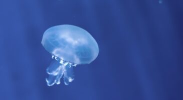 Bienvenue Chez Clément : Quels sont les animaux qui vivent le plus vieux ?