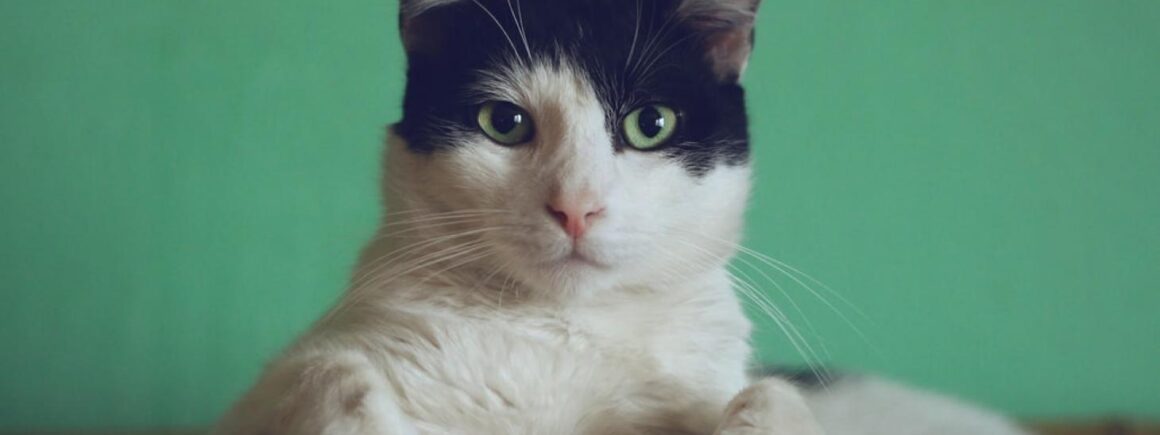 Bienvenue Chez Clément – Afterwork Europe 2 : Le tragique destin du chat- espion à 20 millions de dollars