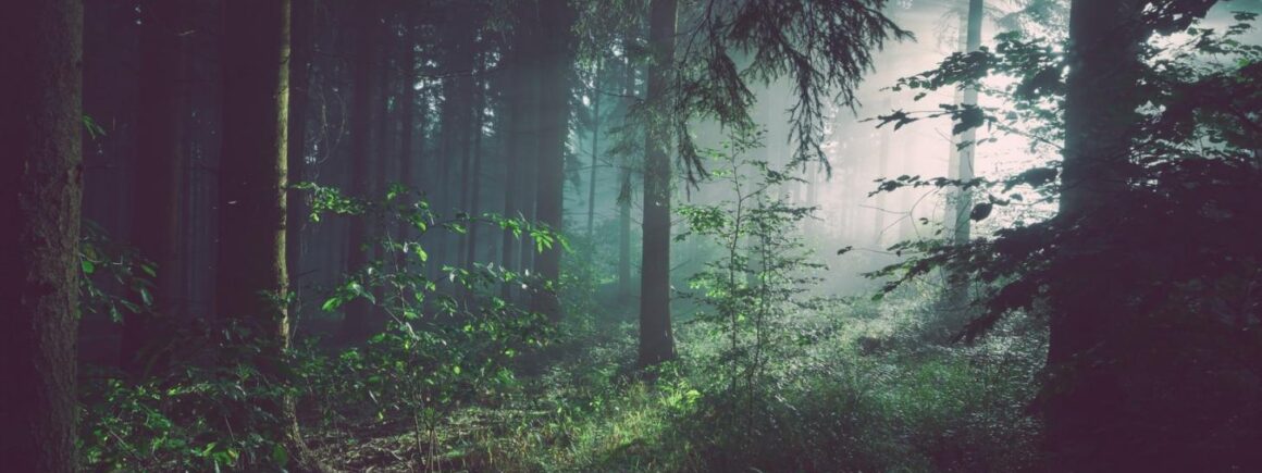 Bienvenue Chez Clément – Afterwork Europe 2 : Il existe bel et bien une créature sans cerveau et immortelle dans les forêts