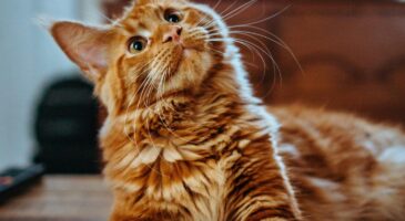 Bienvenue Chez Clément : Meow Talk, l'application qui vous permet de comprendre ce que votre chat veut vous dire !