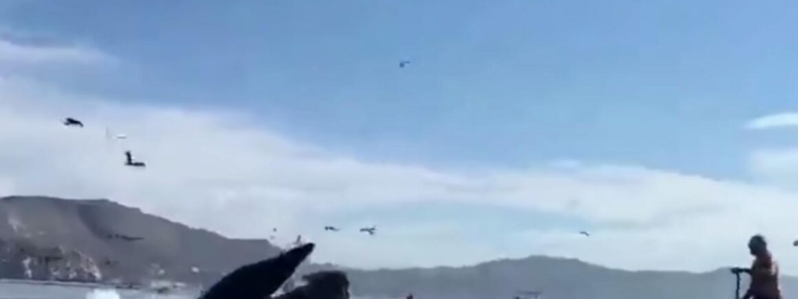 Bienvenue Chez Clément – Afterwork Europe 2 : Une baleine avale des kayakeuses aux États-Unis (VIDEO) !