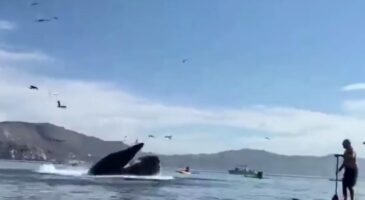 Bienvenue Chez Clément : Une baleine avale des kayakeuses aux États-Unis (VIDEO) !