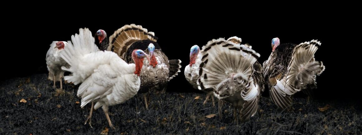 Bienvenue Chez Clément – Afterwork Europe 2 : Les britanniques mettent les dindes au régime avant Noël !