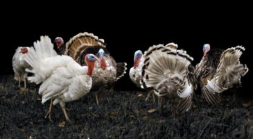 Bienvenue Chez Clément : Les britanniques mettent les dindes au régime avant Noël !