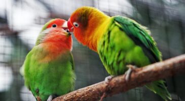 La DreamTeam de Robin : Des perroquets insultent les visiteurs, ils sont retirés du zoo !