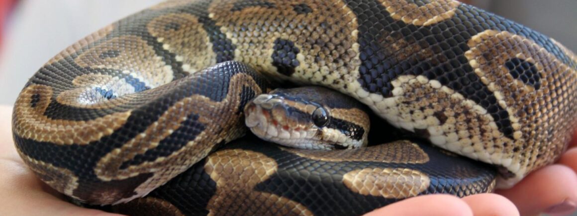 Bienvenue Chez Clément – Afterwork Europe 2 : Un britannique utilise son serpent comme masque de protection (PHOTO)