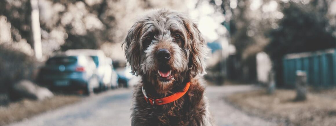 Bienvenue Chez Clément – Afterwork Europe 2 : Alerte, c&rsquo;est le mois de l&rsquo;adoption !