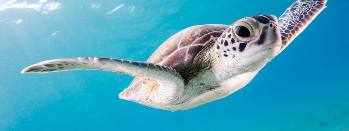 Bienvenue Chez Clément – Afterwork Europe 2 : Des bébés tortues naissent sur une plage de Fréjus