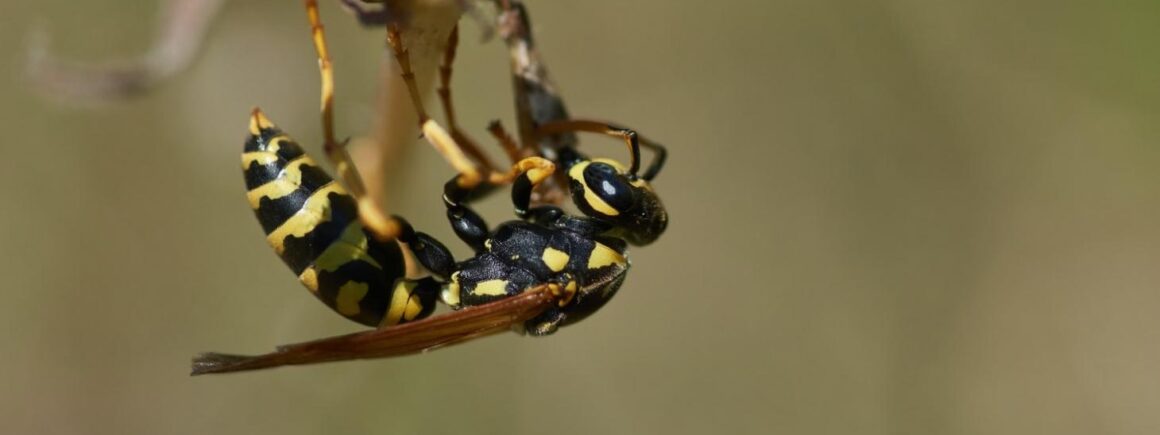 Bienvenue Chez Clément – Afterwork Europe 2 : Y a t-il eu plus de guêpes cet été ?