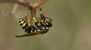 La Matinale Europe 2 : Y a t-il eu plus de guêpes cet été ?