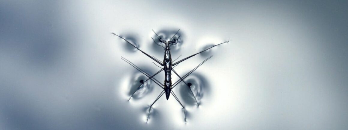 Bienvenue Chez Clément – Afterwork Europe 2 : 750 millions de moustiques génétiquement modifiés libérés en Floride