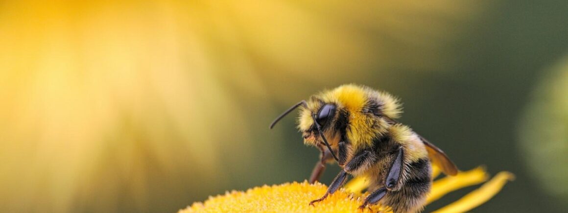 Bienvenue Chez Clément – Afterwork Europe 2 : Les Abeilles n&rsquo;ont jamais autant travaillé que pendant le confinement