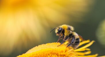 La Matinale Europe 2 : Les Abeilles n'ont jamais autant travaillé que pendant le confinement
