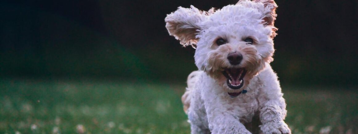 Bienvenue Chez Clément – Afterwork Europe 2 : Trop content d&rsquo;avoir sa famille à la maison, un chien se foule la queue