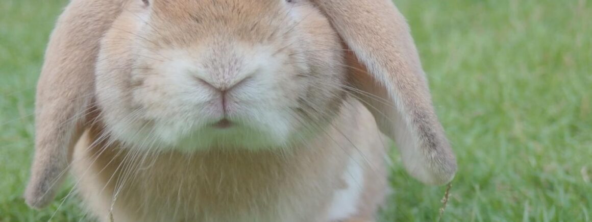 Bienvenue Chez Clément – Afterwork Europe 2 : Verbalisé pour avoir sorti son lapin en laisse