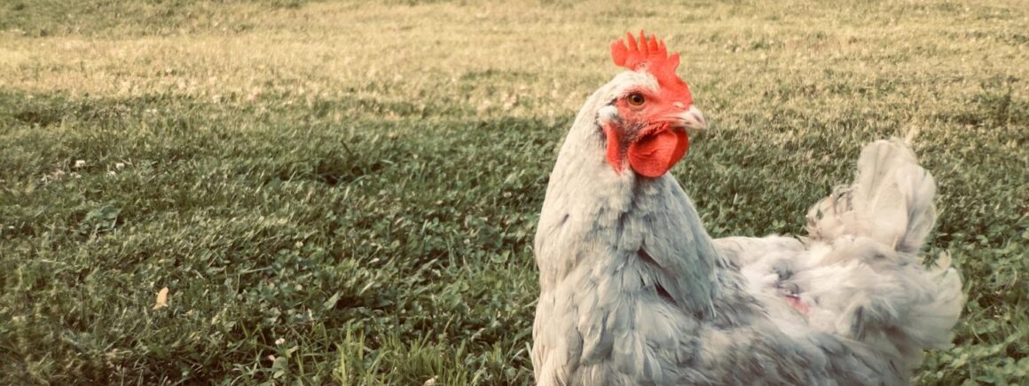 Bienvenue Chez Clément – Afterwork Europe 2 : Sauvez une poule de l&rsquo;abattoir pour 7 euros !