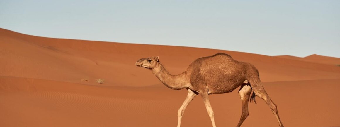 Bienvenue Chez Clément – Afterwork Europe 2 : Elle tombe de chameau et… demande 110 000 euros à Trip Advisor