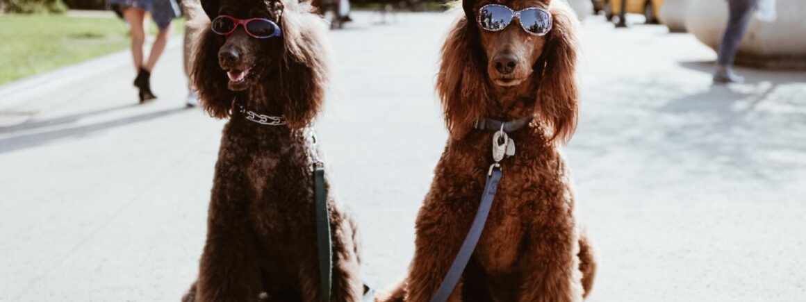 Découvrez quel est l’animal le plus riche du monde…