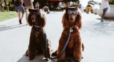 Découvrez quel est l'animal le plus riche du monde...