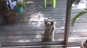 Bienvenue Chez Clément : Votre vie en gifs de raccoons parce que, pourquoi pas ?