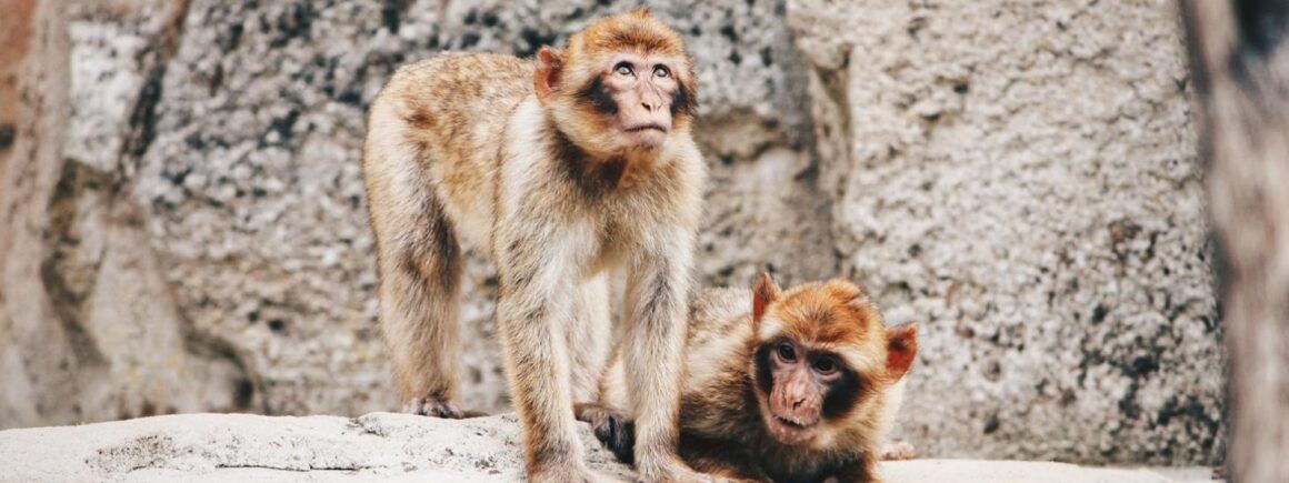 Bienvenue Chez Clément – Afterwork Europe 2 : Un imitateur de Marvin Gaye engagé par un zoo pour aider les singes à se reproduire
