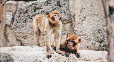 La Matinale Europe 2 : Un imitateur de Marvin Gaye engagé par un zoo pour aider les singes à se reproduire