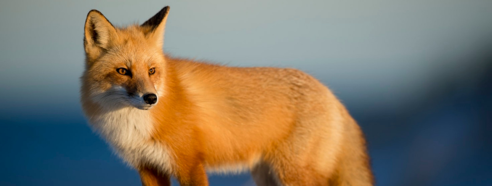 Bienvenue Chez Clément – Afterwork Europe 2 : A Berlin, un renard voleur de crocs a été trouvé avec une collection de 100 chaussures