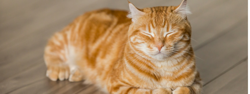 Comprendre votre chat ? C&rsquo;est possible ! Voici le guide ultime