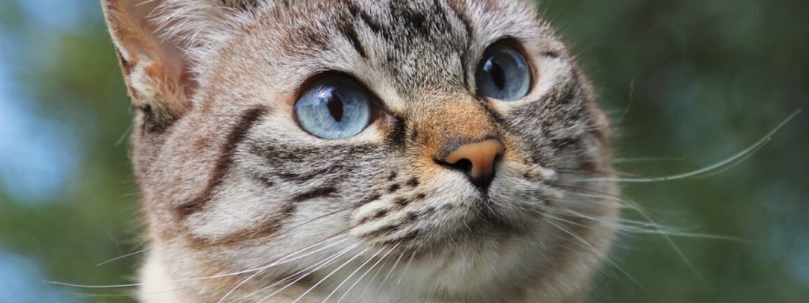 Le Morning Sans Filtre : 5 signes que votre chat vous aime