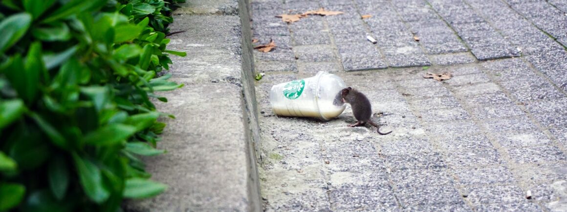 Le Morning Sans Filtre : des furets pour venir à bout des rats à Marseille ?