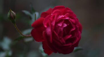 Elle traverse l'aéroport avec une rose