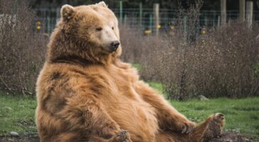 Un ours brun s'incruste sur une table de pique nique